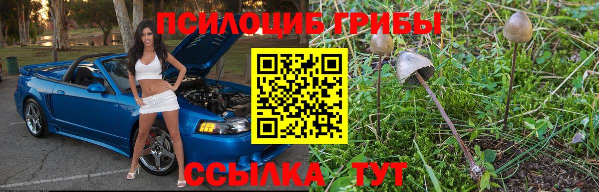 Псилоцибиновые грибы Psilocybine cubensis Кемерово